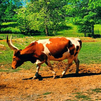 Nova Wild - Petting Zoos Near Me - Vienna, Virginia