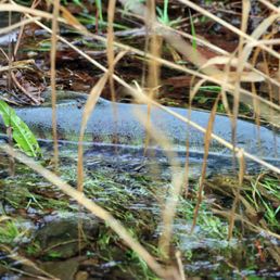 chum salmon, salmon run tour chum salmon, salmon run tour