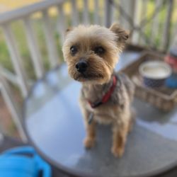 Camp Bow Wow - groom
