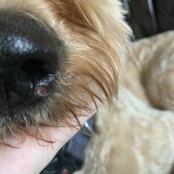 Little Stinkers - The chunk they took out of my dogs nose. - Pet Stores Near Me - Belleville, Ontario Little Stinkers - The chunk they took out of my dogs nose. - Pet Stores Near Me - Belleville, Ontario