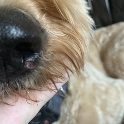 Little Stinkers - The chunk they took out of my dogs nose.