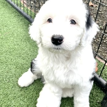 Sharon’s Sheepadoodle’s - Pet Adoption Near Me Sharon’s Sheepadoodle’s - Pet Adoption Near Me
