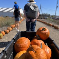 Pronzini Christmas Tree Farms - Pumpkins!