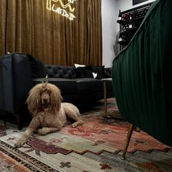 Wines On Main - Dogs are welcome!