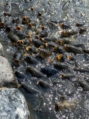 Tsurugaoka Hachimangu by null