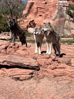 Bear Country USA by null