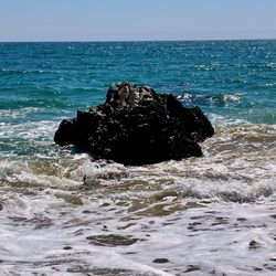 Coast Dairies