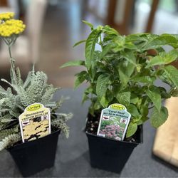 Jones Plants & Nursery - Beautiful yellow yarrow and bee balm