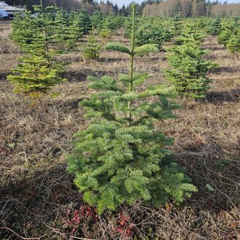 Harrison Tree Farm - Christmas Trees Near Me - Sandy, Oregon