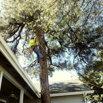 At your service cleaning and tree service - Tree Services Near Me - Payson, Arizona At your service cleaning and tree service - Tree Services Near Me - Payson, Arizona
