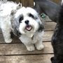 Photo of Mid City Animal House Dog Daycare & Boarding