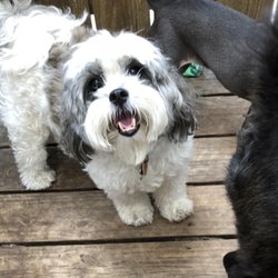 Mid City Animal House Dog Daycare & Boarding
