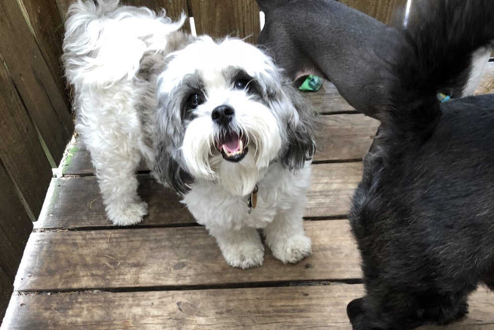 Mid City Animal House Dog Daycare & Boarding - pet boarding facility in New Orleans, LA