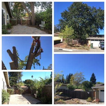 Julian Tree Care - Before and after - Tree Services Near Me