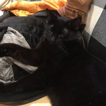 KitTea - "Let me sleeeeeppp...why are you touching my tail???" - Pet Adoption Near Me - San Francisco, California