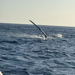 Maui Reef Adventures - Whale splashing