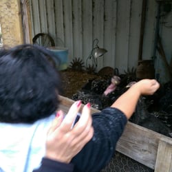 Godsell Farm - Feeding the turkeys