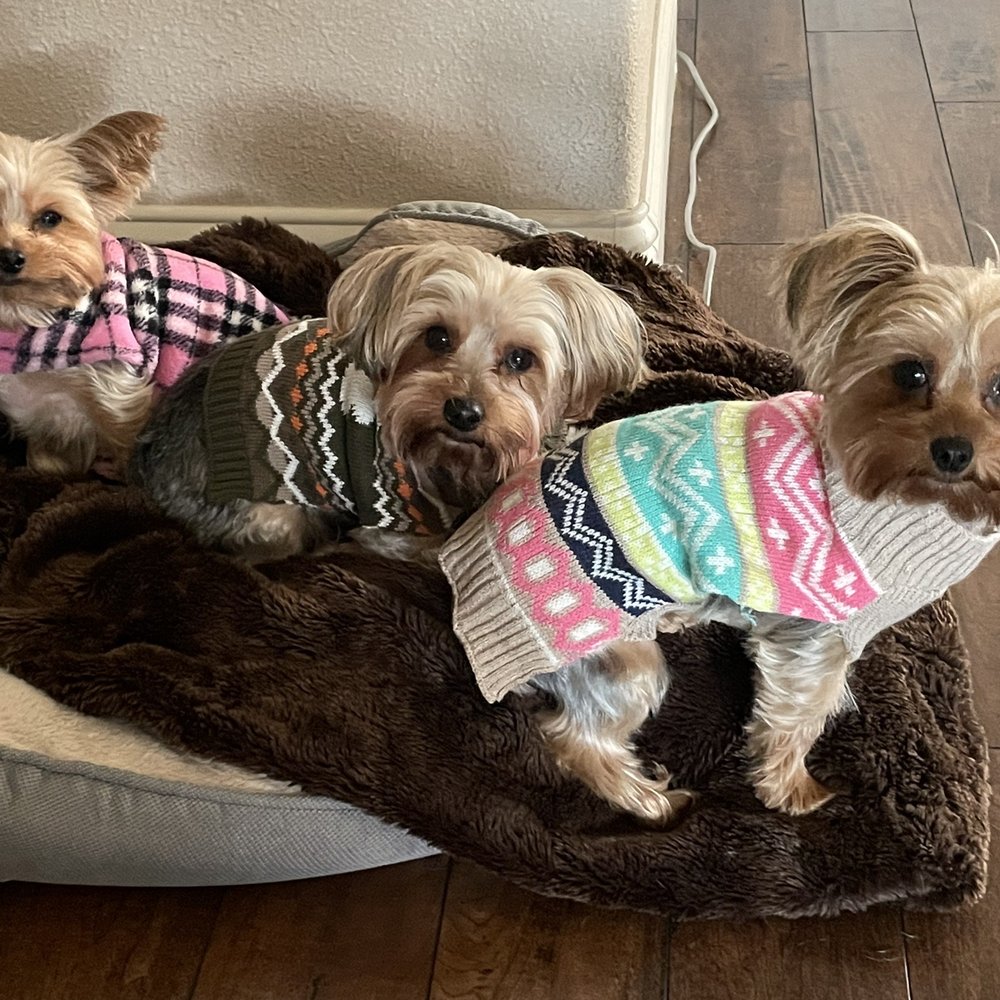 Chers Pawlished Pets - Pet Groomers Near Me Chers Pawlished Pets - Pet Groomers Near Me