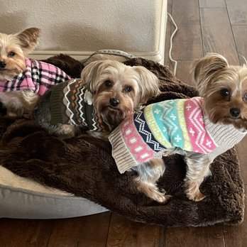 Chers Pawlished Pets - Pet Groomers Near Me Chers Pawlished Pets - Pet Groomers Near Me