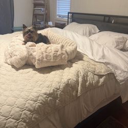 The Mattress Source - Yorkie approved!