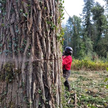 Down to Earth Tree Care - Sarah back-cutting a cottonwood, looking up to check for possible hazards overhead. - Tree Services Near Me