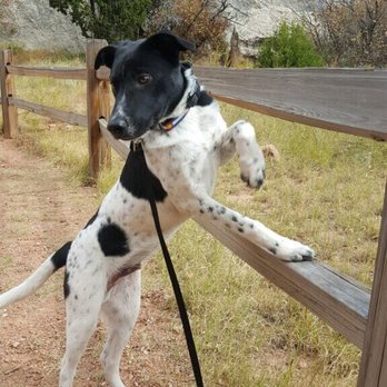 Off Leash K9 Training - Pet Training Near Me - Sheridan, Colorado