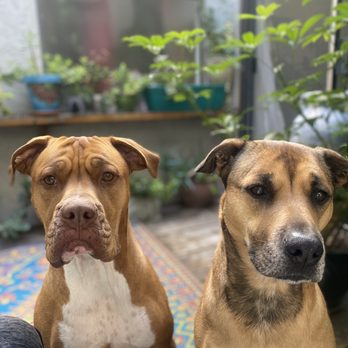 Sunny's Pet Services - Frankie & Gracie - Pet Sitting Near Me Sunny's Pet Services - Frankie & Gracie - Pet Sitting Near Me