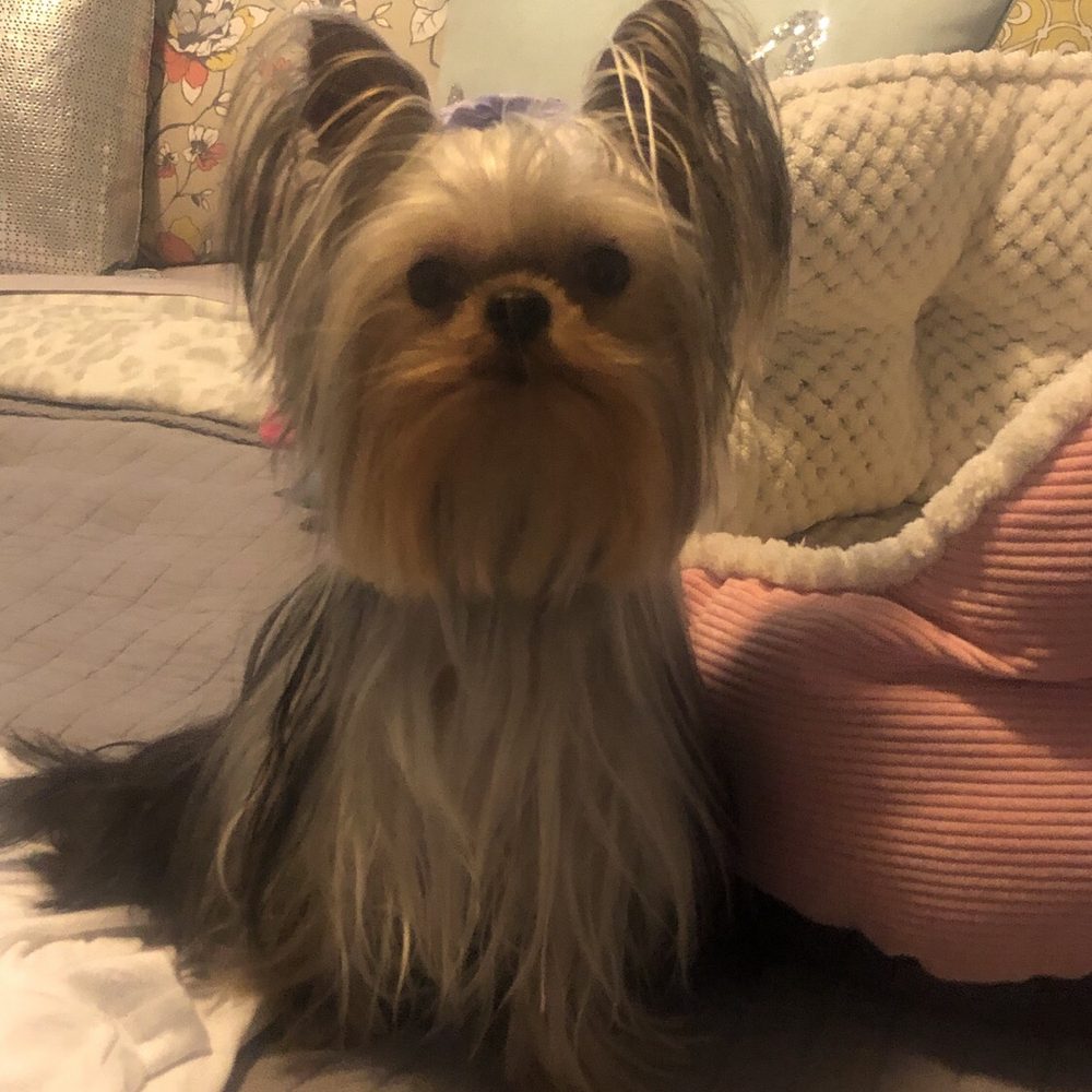 Yuppi Puppi - Pet Groomers Near Me - Windsor, Colorado Yuppi Puppi - Pet Groomers Near Me - Windsor, Colorado