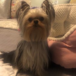 Yuppi Puppi