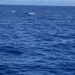 Deep Blue Eco Tours - Whale watching tour