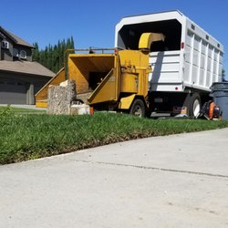 Blue Pine Tree Service