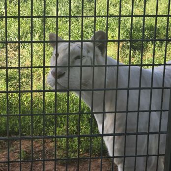 Tiger Safari - Snow tiger - Zoos Near Me - Tuttle, Oklahoma Tiger Safari - Snow tiger - Zoos Near Me - Tuttle, Oklahoma