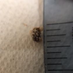 Angelo S Paola, MD