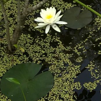 Garden In the Woods - Botanical Gardens Near Me - Framingham, Massachusetts