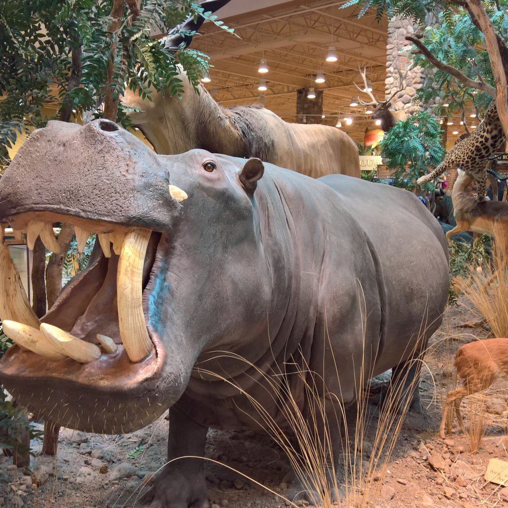 Cabela's - Guns & Ammo Near Me - Verdi, Nevada