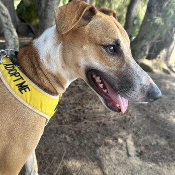 Kauai Humane Society - Max! - Animal Shelters Near Me - Lihue, Hawaii Kauai Humane Society - Max! - Animal Shelters Near Me - Lihue, Hawaii