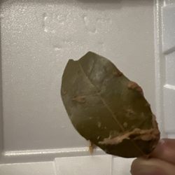 Memo's Mexican Food