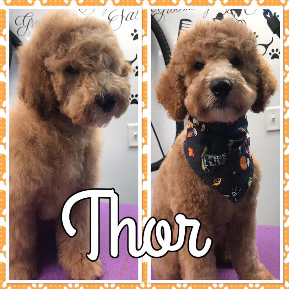 CURBSIDE CLIPS MOBILE DOG GROOMING 168 Photos Pet Groomers