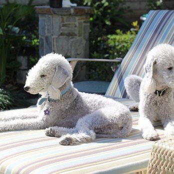 Bubbles Pet Spa - Pet Groomers Near Me - Encino, California Bubbles Pet Spa - Pet Groomers Near Me - Encino, California