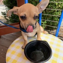 Dog-On-Dining - That was yummy ice cream!