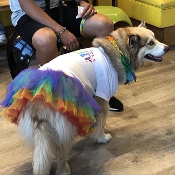 Mr Green Bubble - Pride doggie - Coffee & Tea Near Me - Oakland, California Mr Green Bubble - Pride doggie - Coffee & Tea Near Me - Oakland, California
