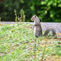 Mountain Escapes Property Management and Cabin Rental - Squirrel at Horeshoe Bend Park