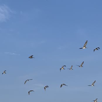 PROUD MARY CHARTERS - birds - Fishing Near Me - Chincoteague Island, Virginia PROUD MARY CHARTERS - birds - Fishing Near Me - Chincoteague Island, Virginia