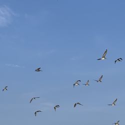 PROUD MARY CHARTERS - Birds
