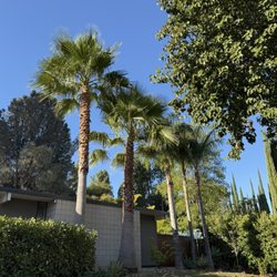 Best Way Tree Care - Post trimming