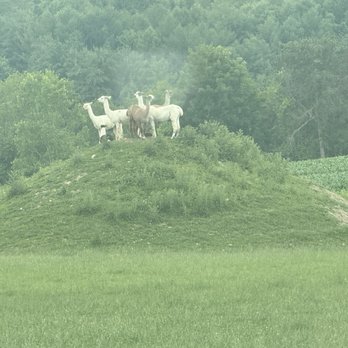 Hidden Valley Animal Adventure - Emus on the top of a hill. Haha! - Zoos Near Me - Varysburg, New York