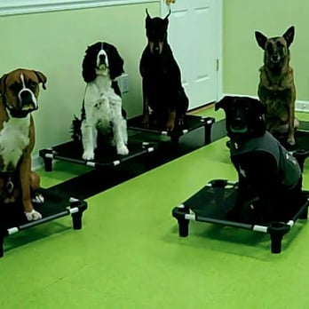 A Tail Above - PLACES everyone! - Pet Training Near Me
