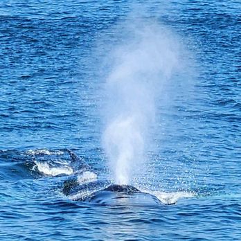 Cape Ann Whale Watch - Boat Charters Near Me - Gloucester, Massachusetts