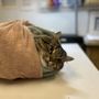 Photo of Ally's Pet Care and Wellness