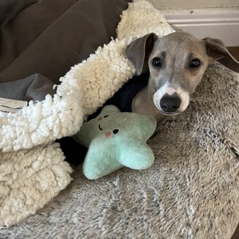 Treat Veterinary Surgery Service - Veterinarians Near Me Treat Veterinary Surgery Service - Veterinarians Near Me